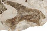 Fossil Plesiosaur Paddle & Pelvic Bone Association - Asfla #199981-1